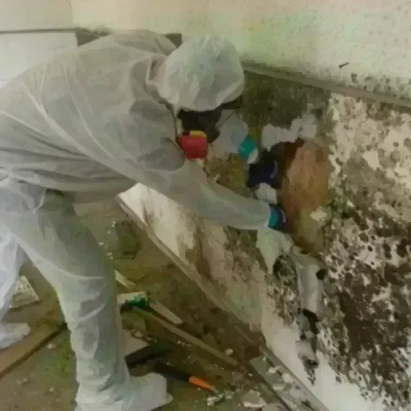 Mold Remediation and Removal in Boise City, OK